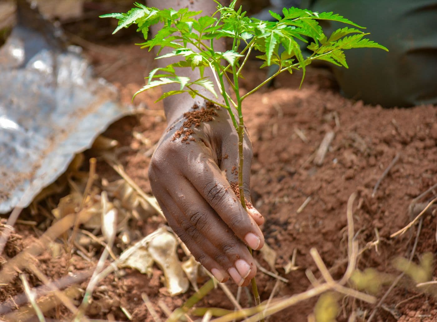 A hand planting a tree seedling as part of a reforestation effort in Uganda